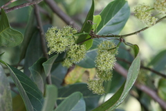 Smilax perfoliata